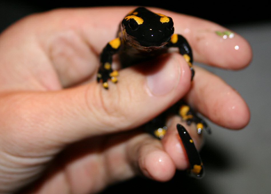 Feuersalamander in Menschenhand - keine Gefahr durch Gift!