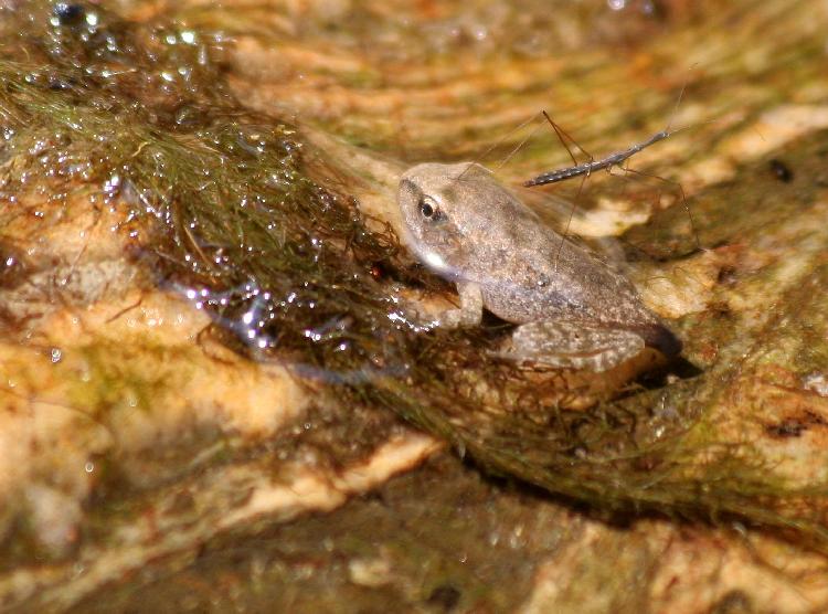 Amphibien erobern das Festland