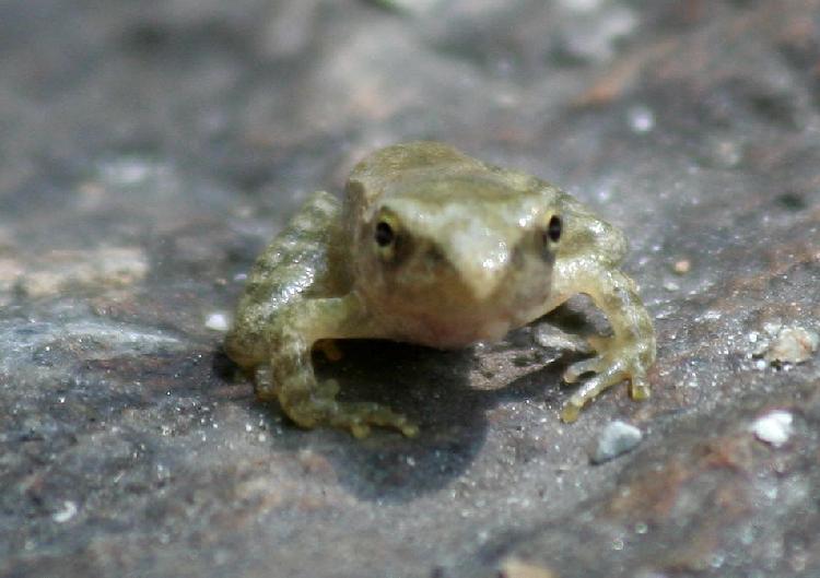 Eroberung des trockenen Landes - Amphibien