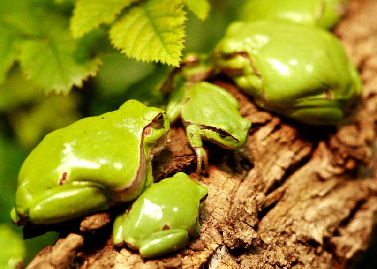 Männchen und Weibchen beim Laubfrosch