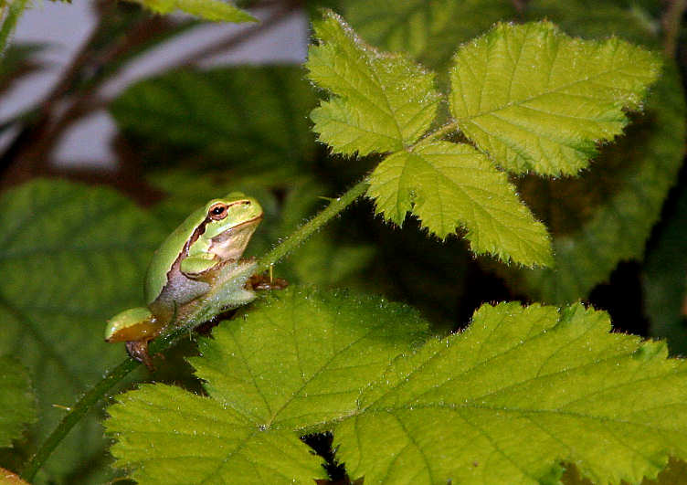 Laubfrosch