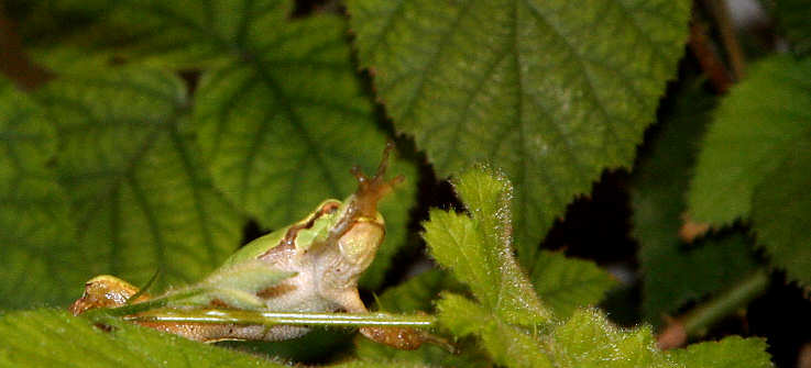 Haftscheiben am Bein des Laubfrosches