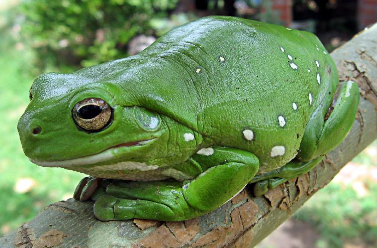 Korallenfinger-Laubfrosch