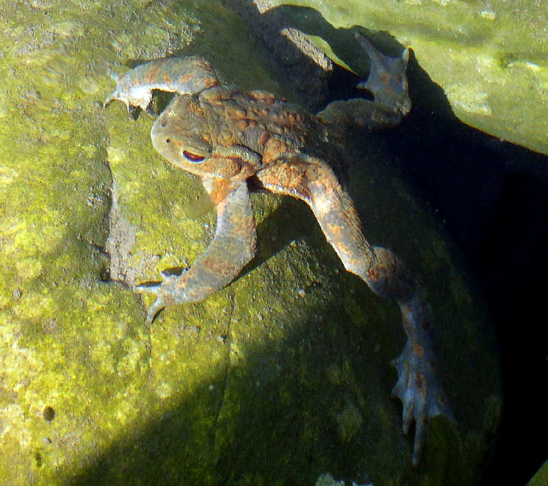 Erdkrötenmännchen wartet im Tümpel