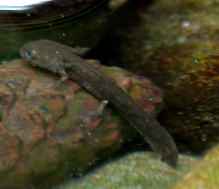 Teichmolch im Wasser - gut erkennbar sind die Kiemen!