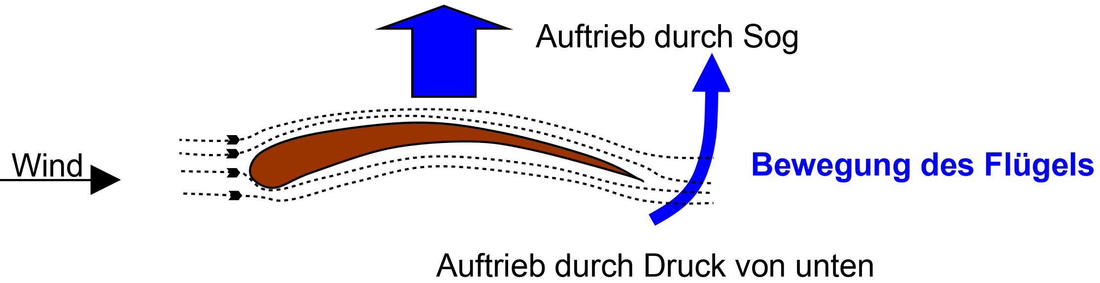 Auftrieb - Skizze Vogelflügel