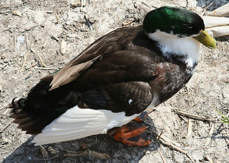 Spießhuhn