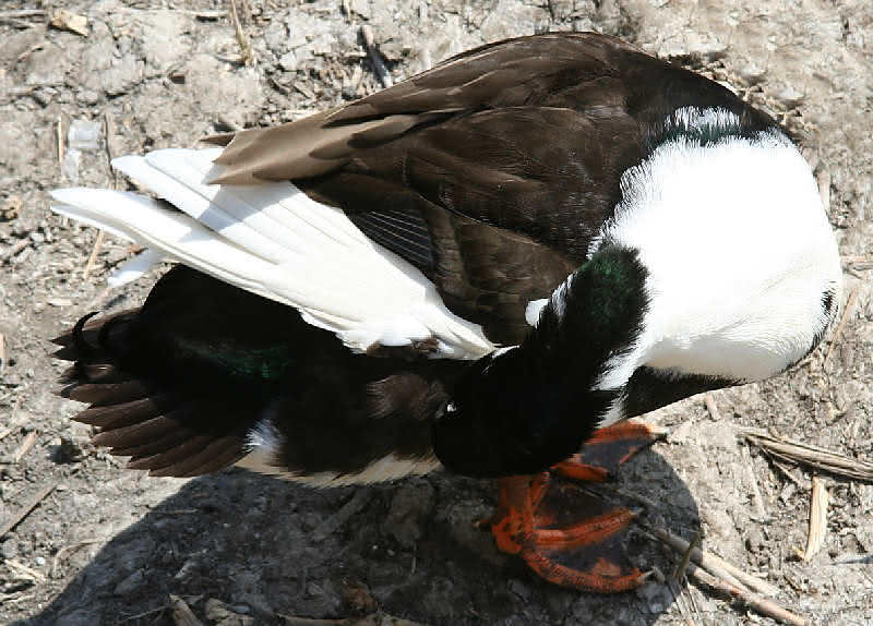 Spießhuhn - Gefiederpflege