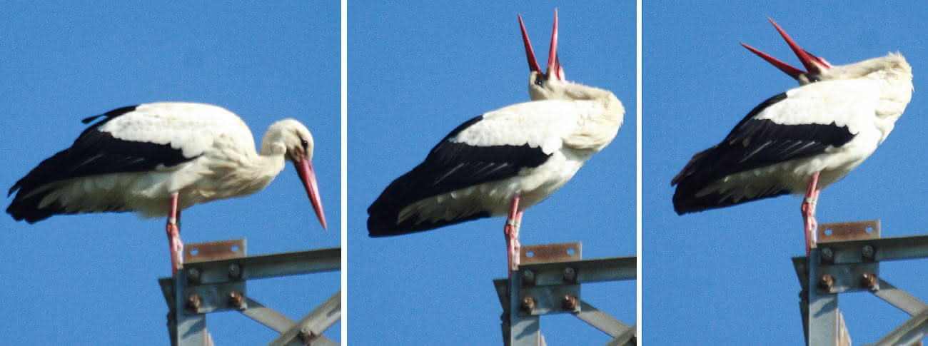 Weißstorch im Nest: Klappern mit Schnabel