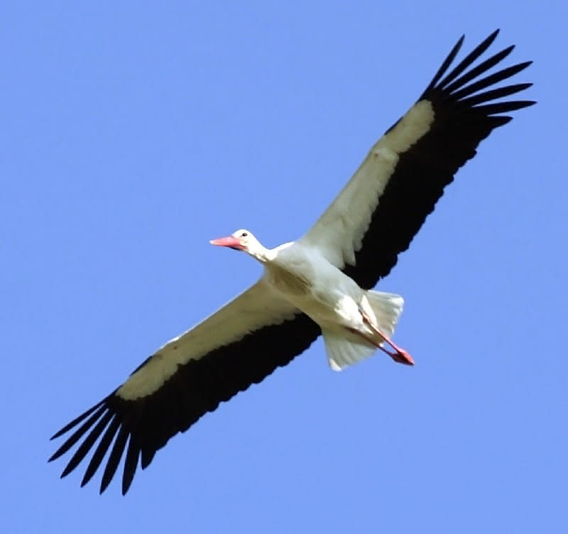 Storch bei Nahrungssuche