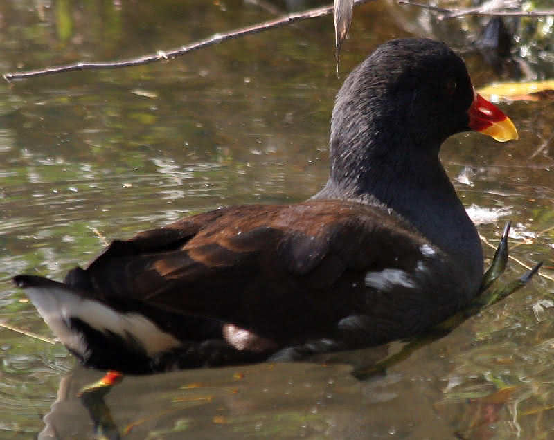 Teichhuhn