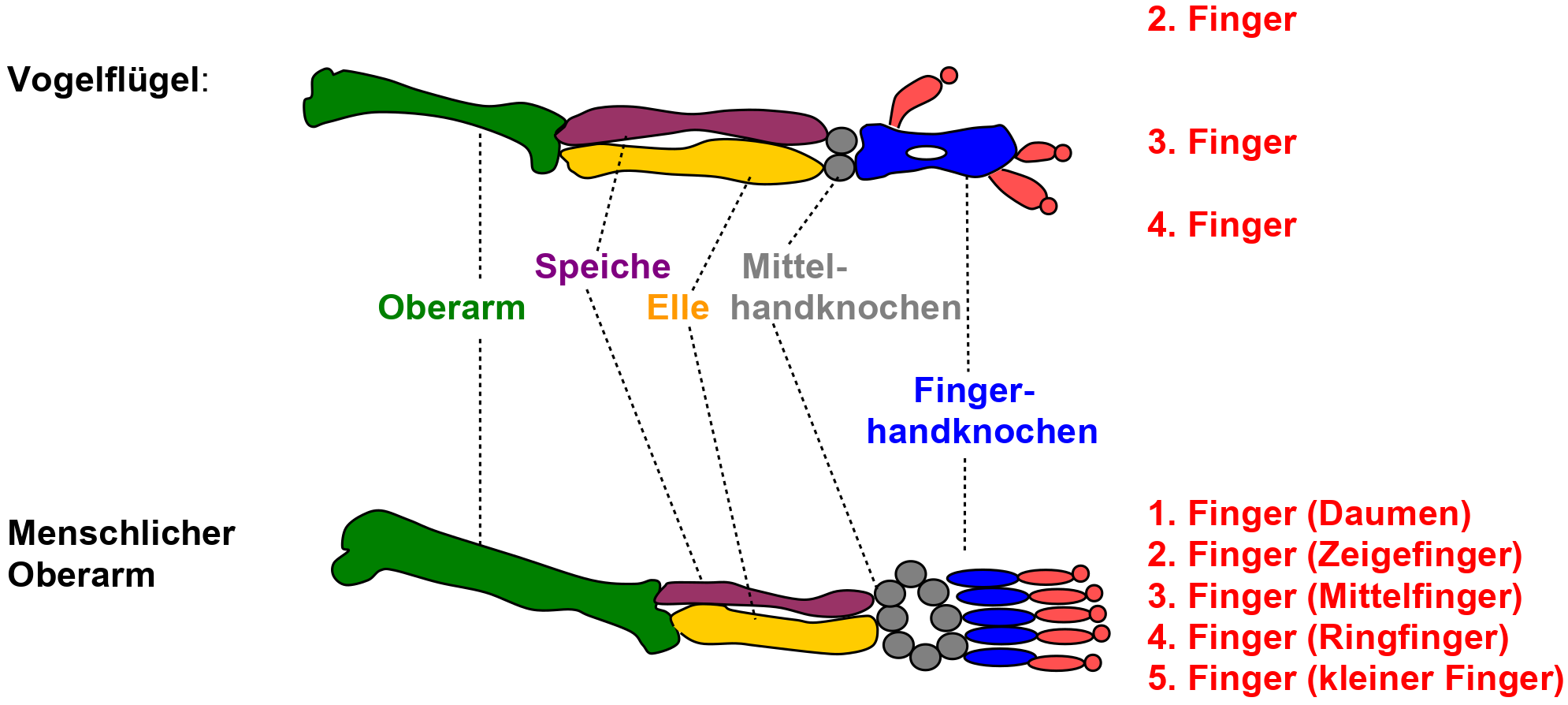 Skelettvergleich Vogelflügel und menschlicher Arm