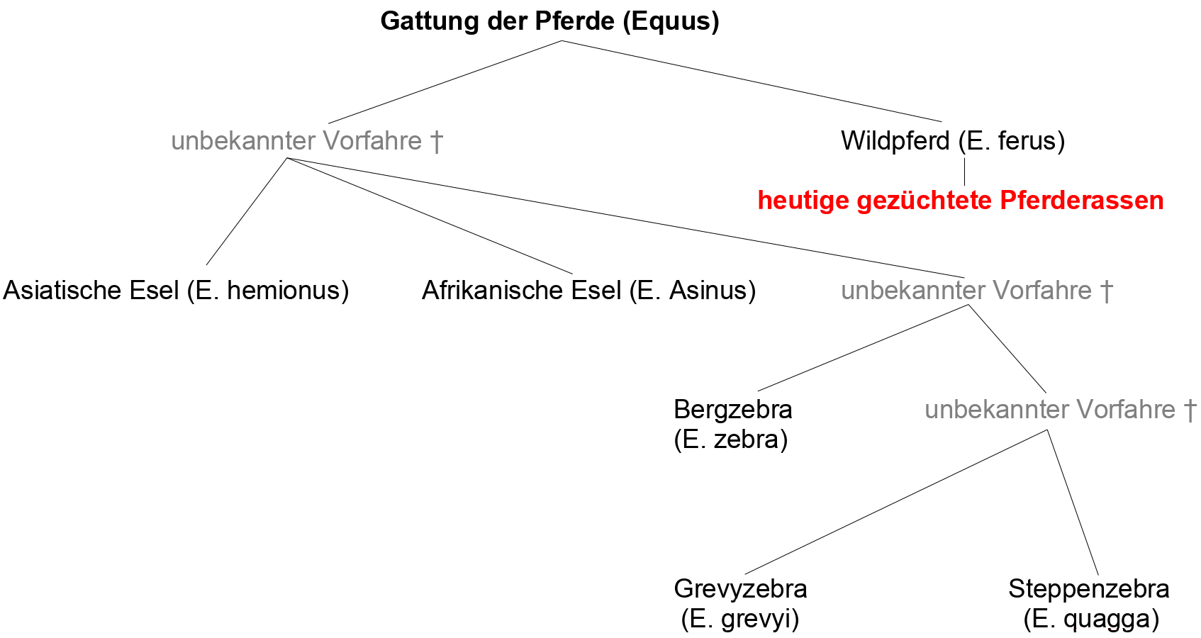 Stammbaum der Pferdeartigen