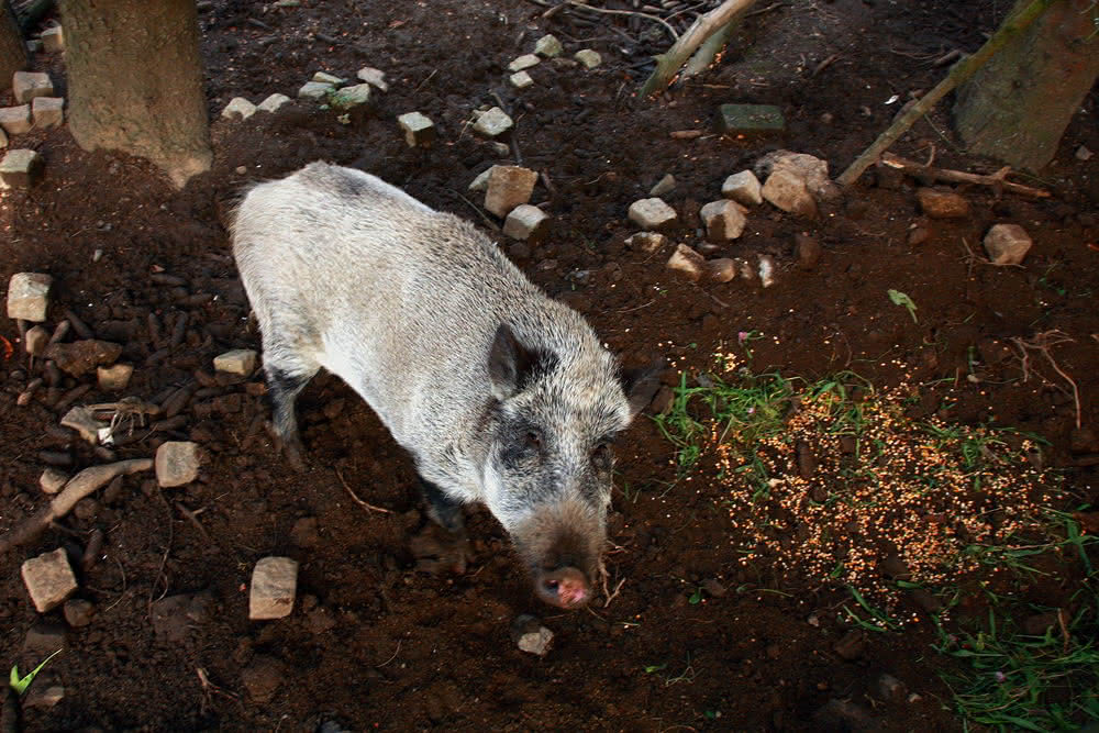 Wildschwein - Sau - Wache