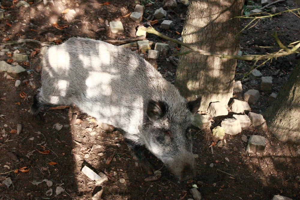 Wildschwein - Sau - Wache