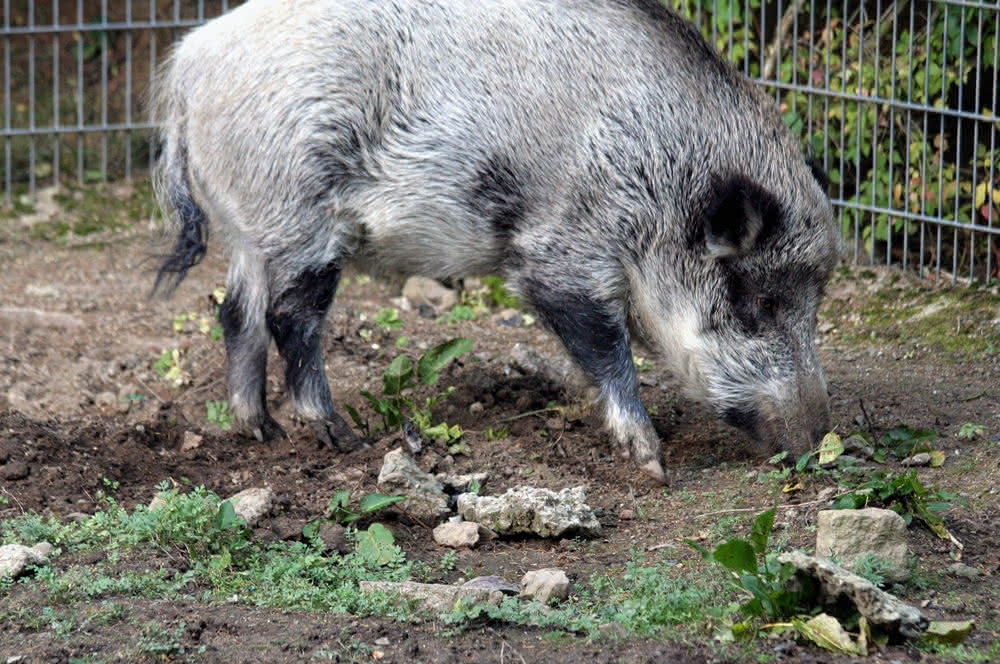 Wildschwein