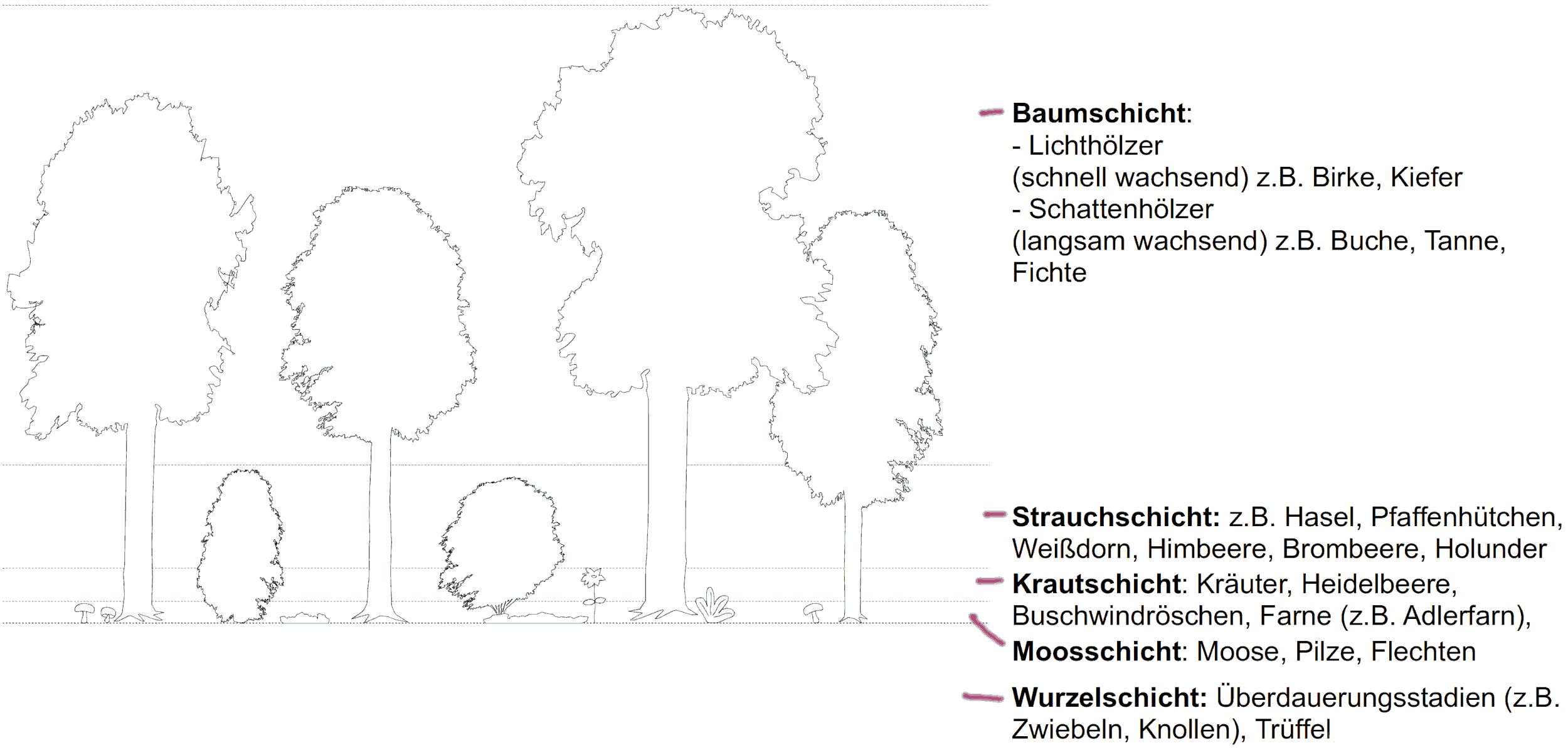 Schichtung im Wald