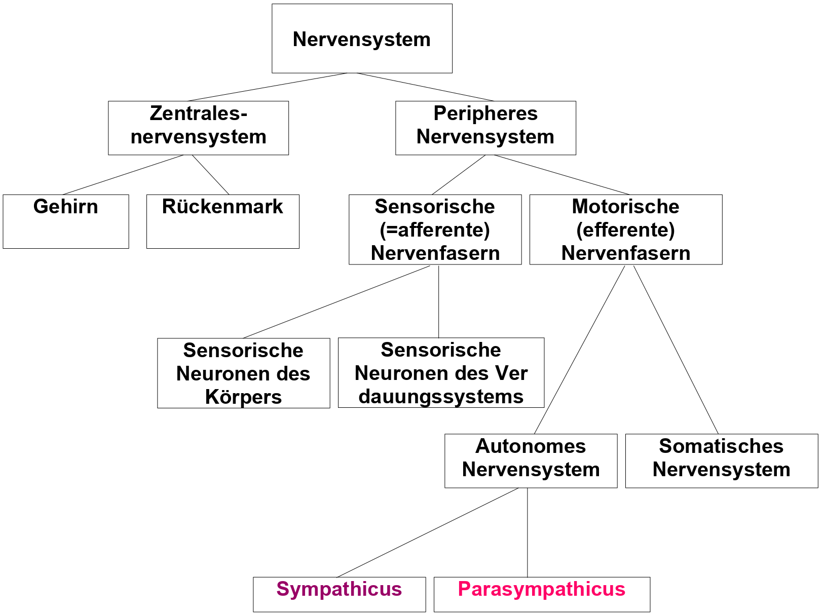 Aufbau des menschlichen Nervensystems (gilt für alle Säugetiere)