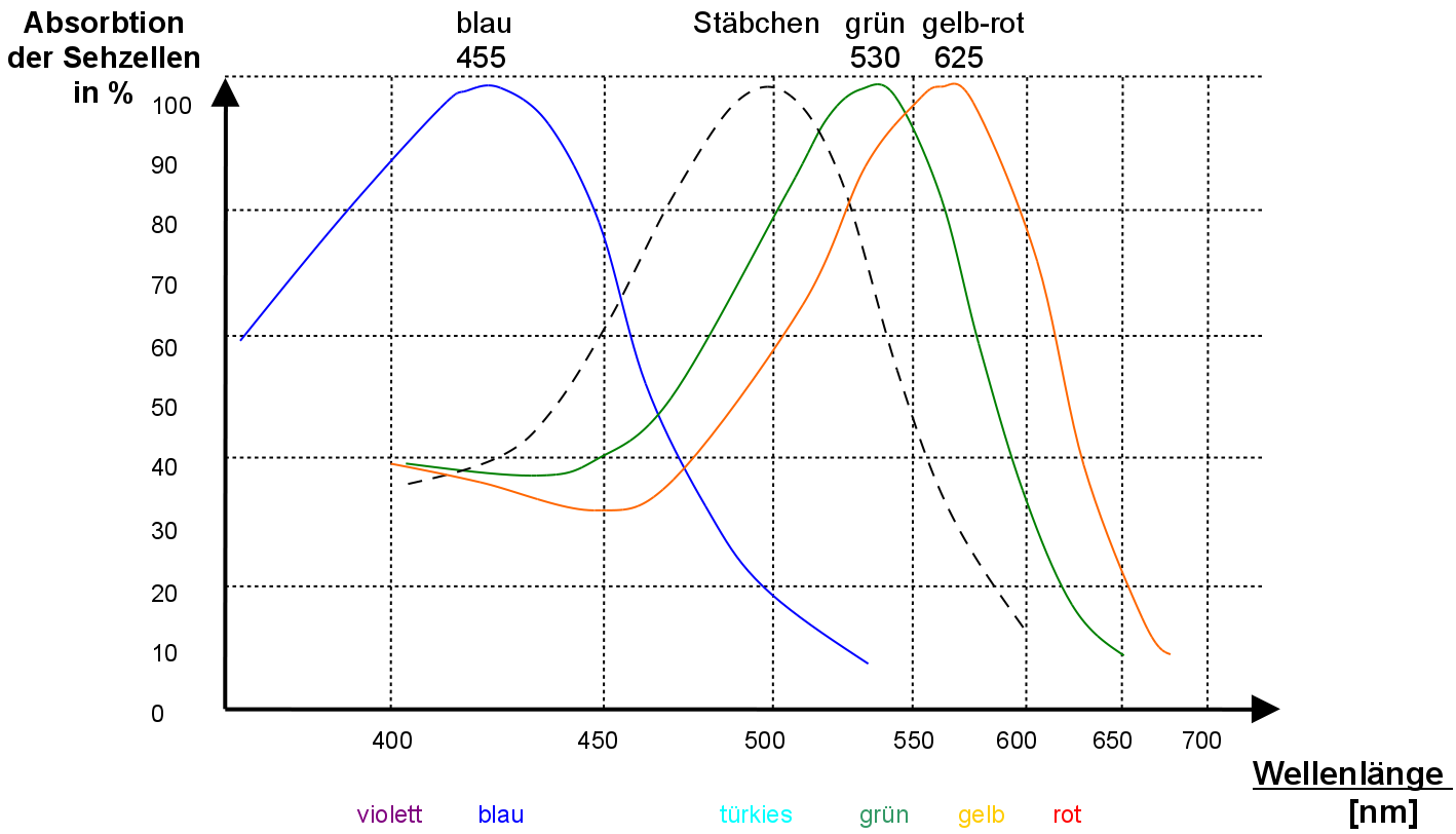 Absorptionsspektren der verschiedenen Zapfentypen und der Stäbchen