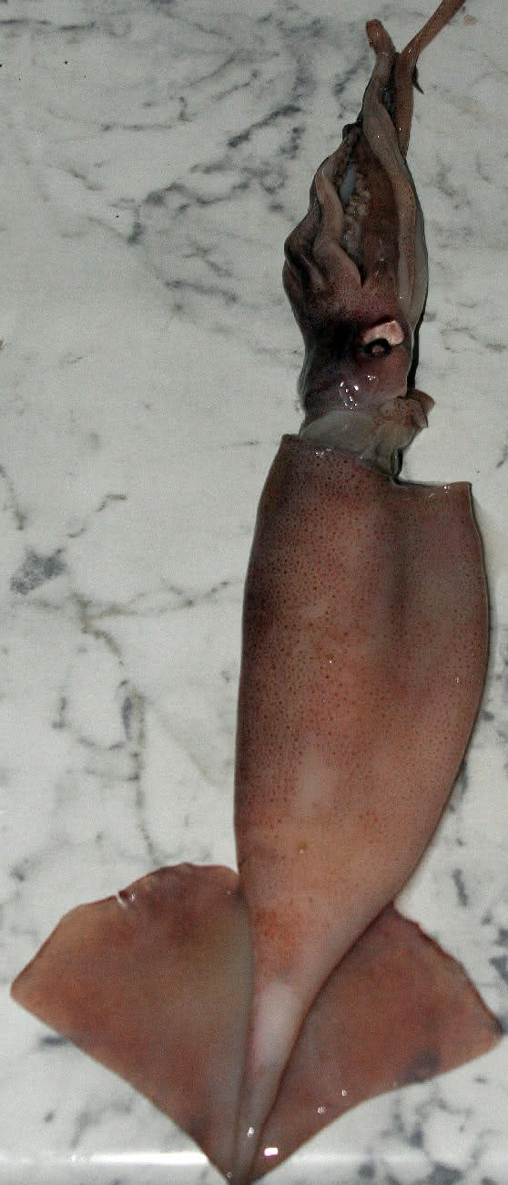 Tintenfisch - Calamar