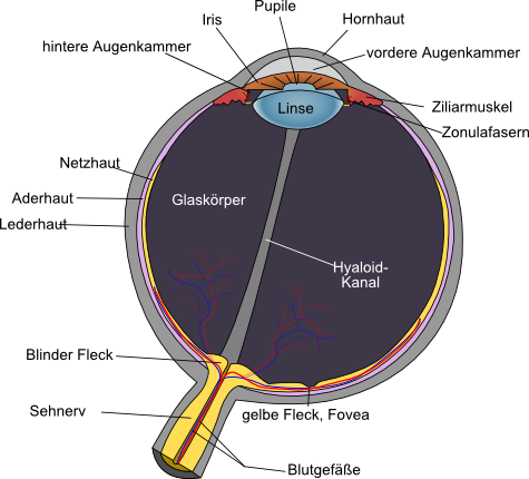 Skizze des Augenaufbaus
