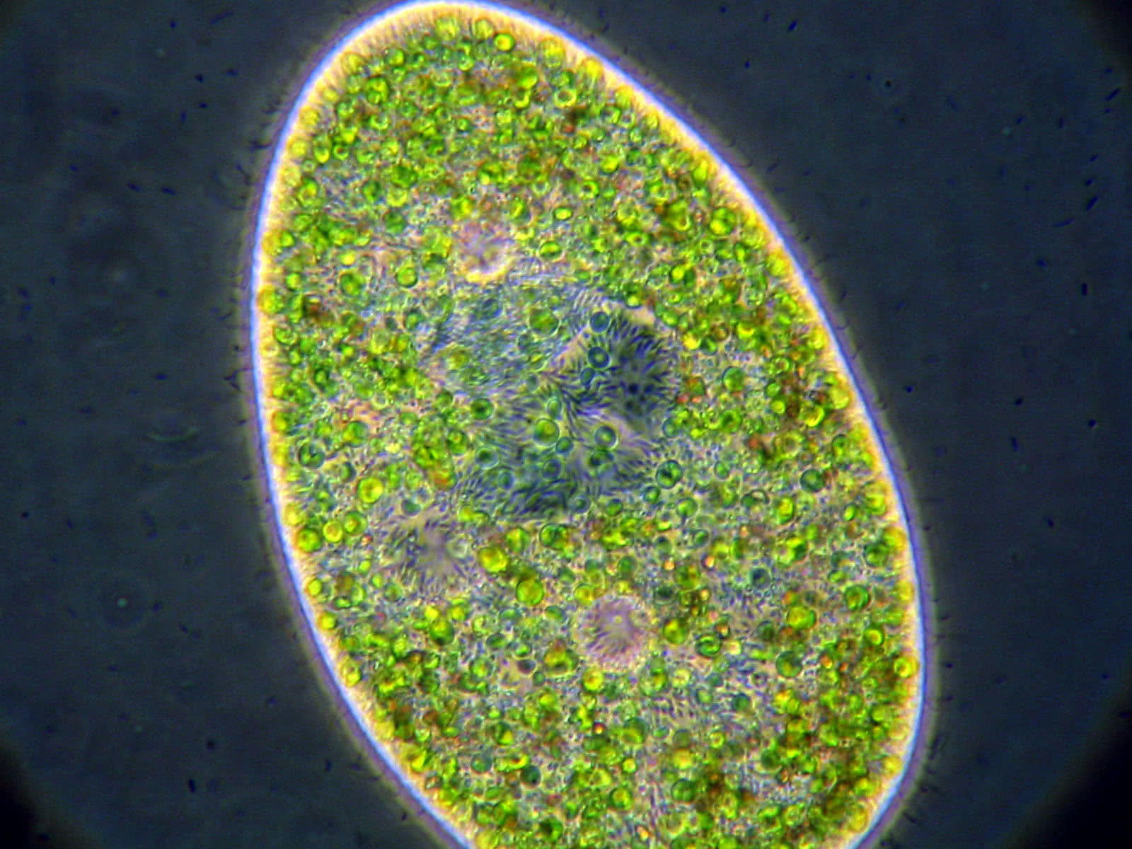 Paramecium bursaria