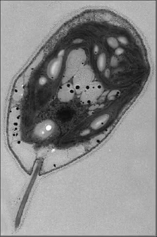 Chlamydomonas im Elektronenmikroskop