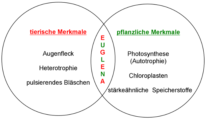 Tierische und pflanzliche Merkmale bei Euglena