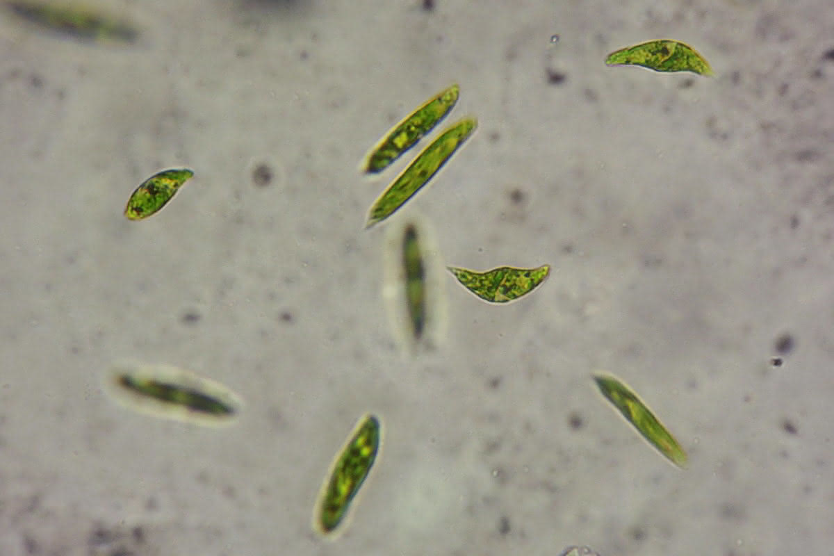 Euglena (lichtmikroskop)