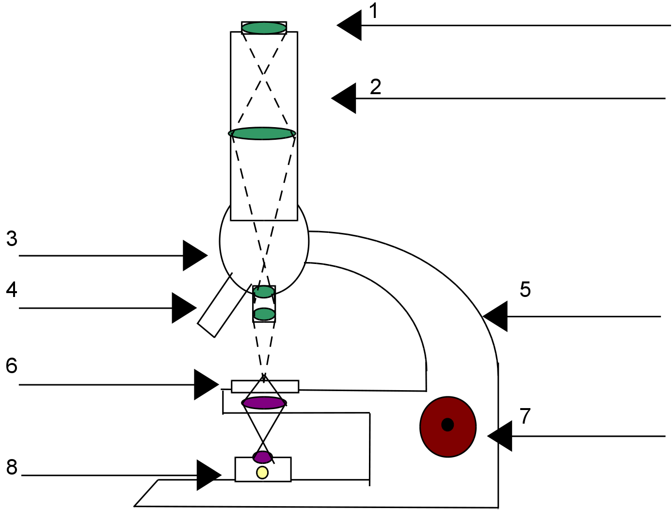 Lichtmikroskop, Schema und Funktion