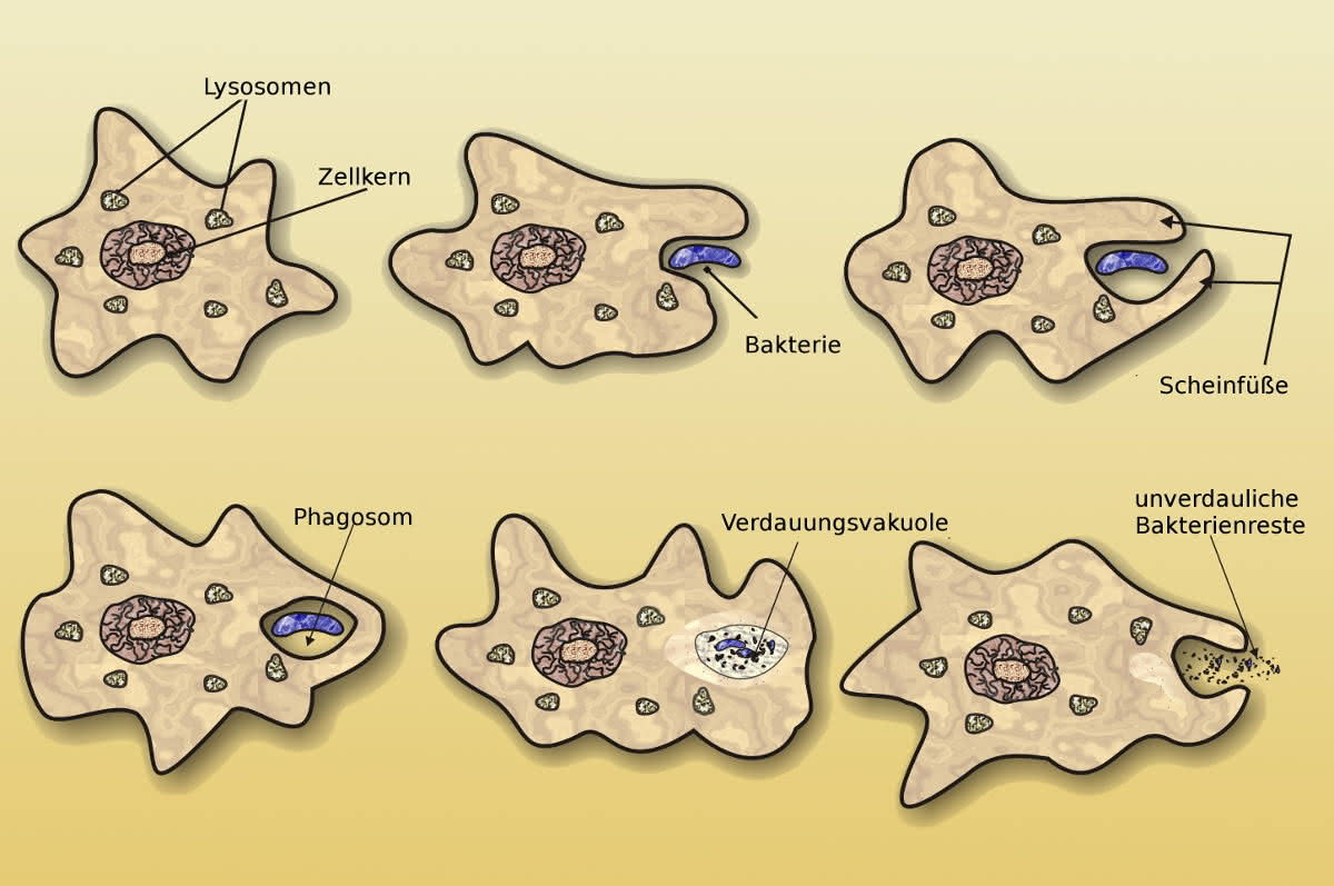 Amöbe - Nahrungsaufnahme
