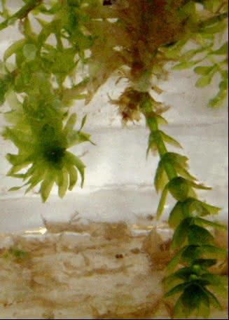 Wasserperst - Elodea