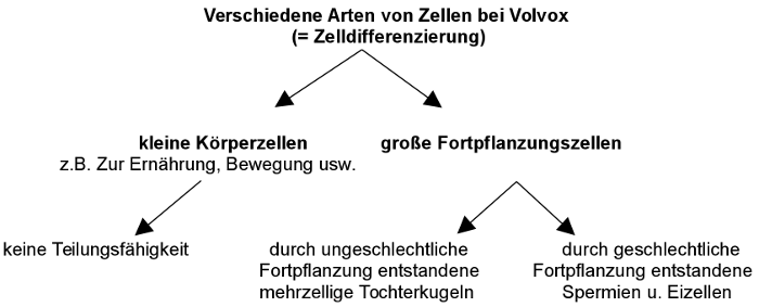 Zelldifferenzierung bei Volvox