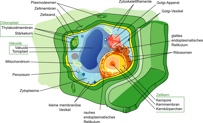 Pflanzenzelle
