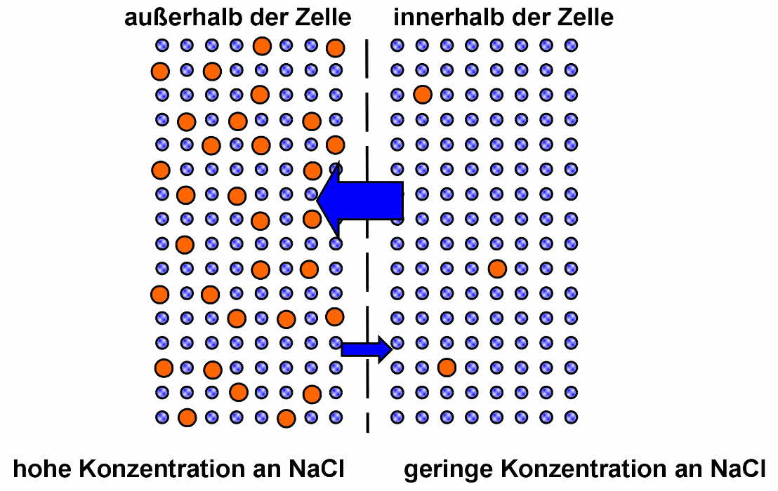 Osmose, DIffusion durch selektivpermeable Membran