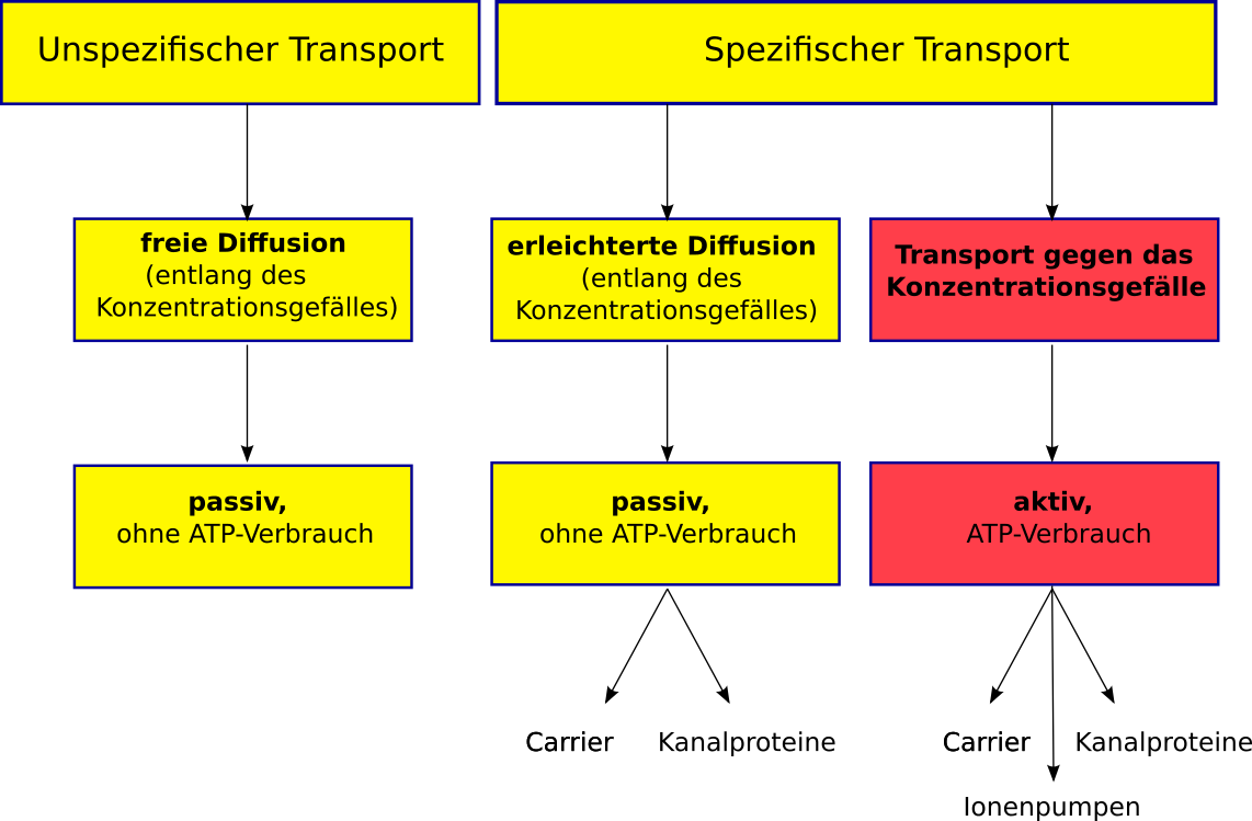 Vergleichendes Schema: Transportvorgänge durch Biomembranen
