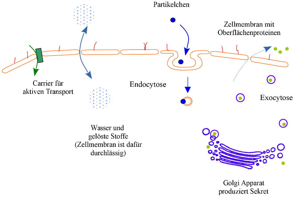 Übersicht über die Endocytose und die Exocytose