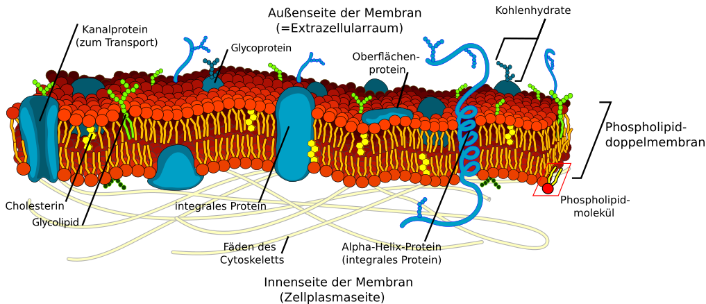 Zellmembran, Skizze