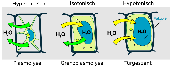 Hypertonisch - Isotonisch - Hypotonisch