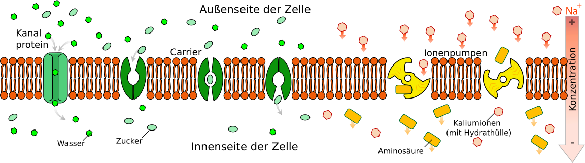 Biomembran, Schema, Transportvorgänge, Ionenpumpen