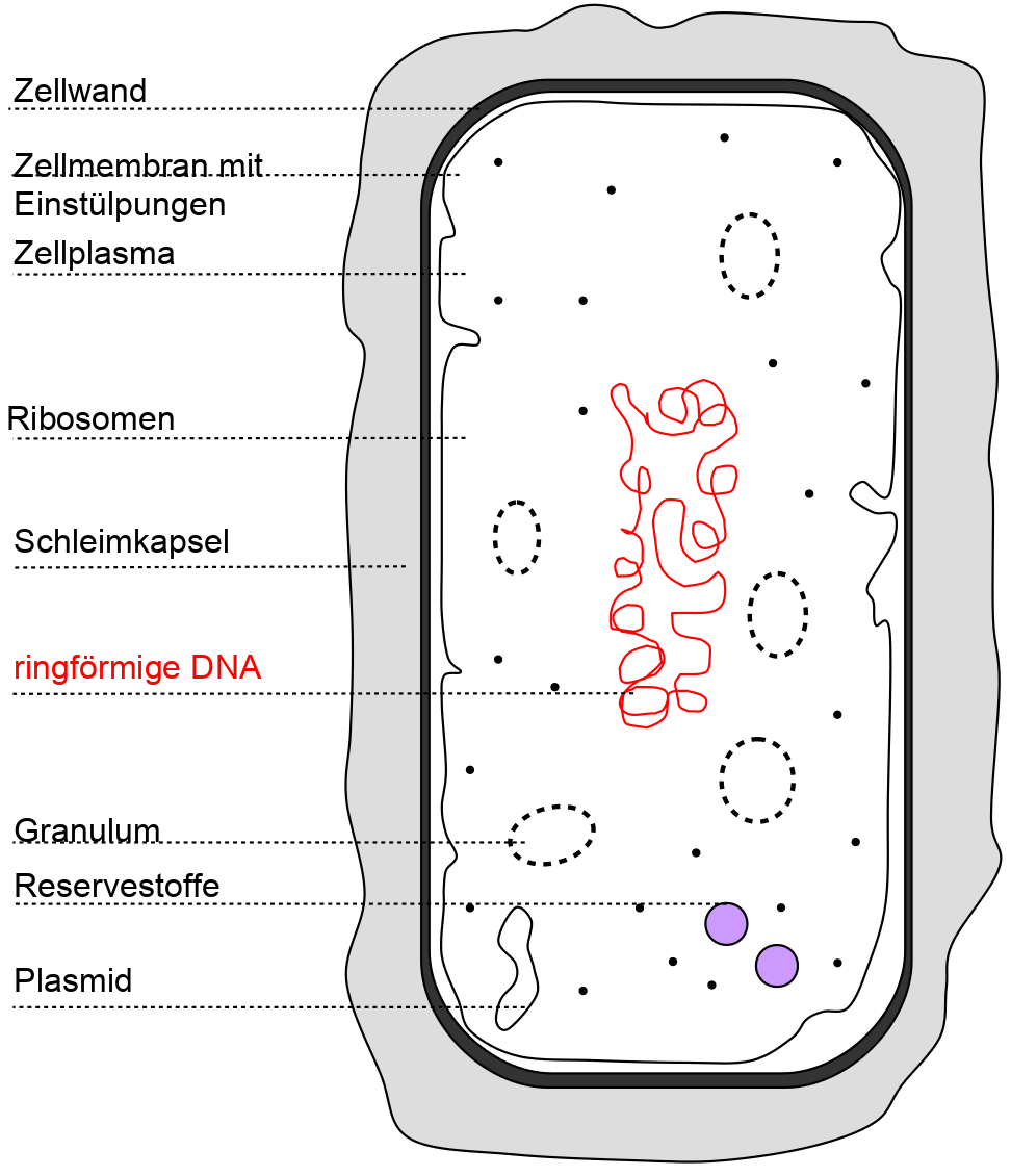 Skizze Bakterienaufbau mit Organellen