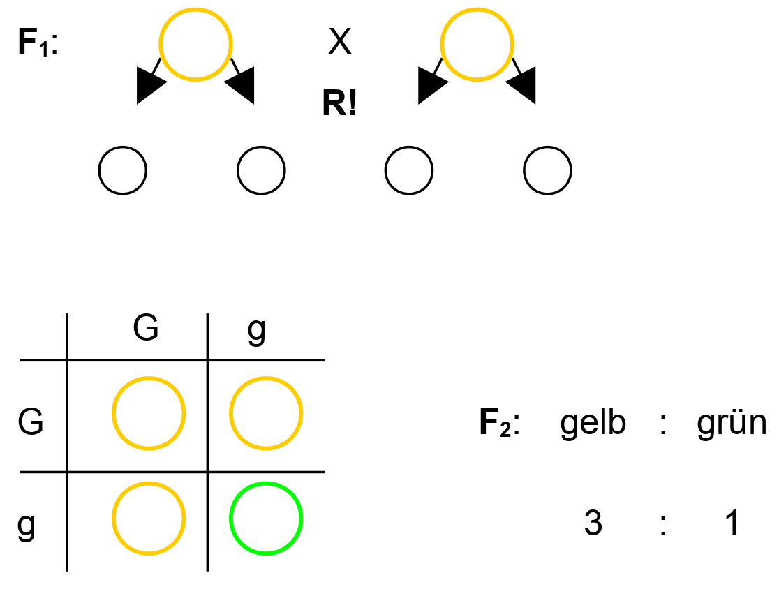 Kreuzungsschema nach Mendel: 2. Regel