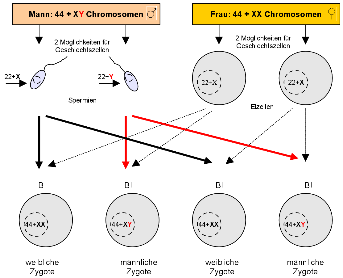 Meiose unterschied mann frau Was ist