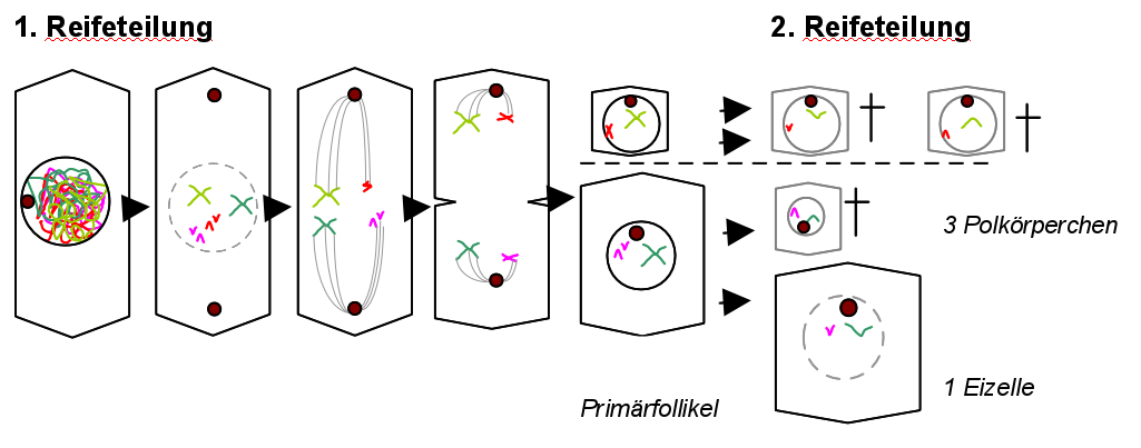 Bildung der Eizellen - Polkörperchenbildung