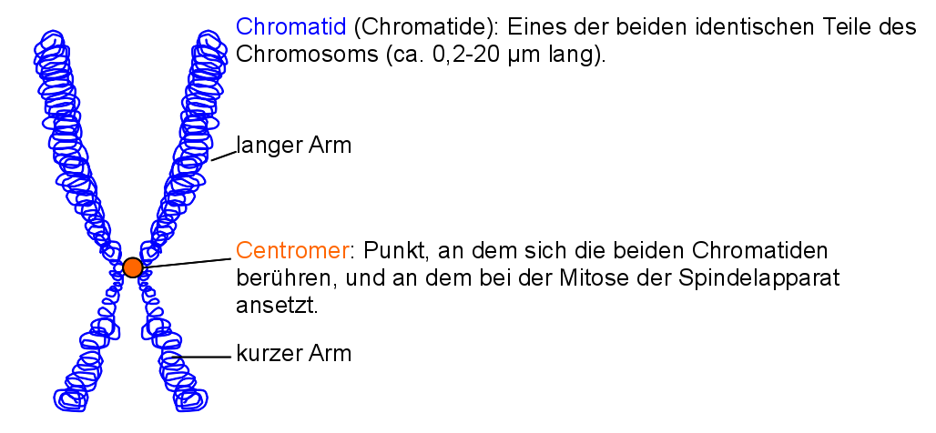 zwei Chromatid Chromosom