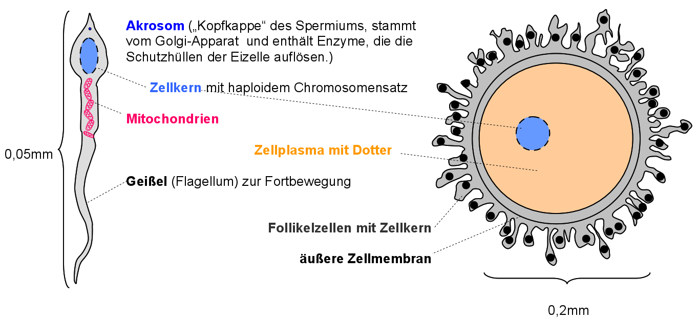 Eizelle und Spermium