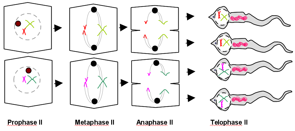 Zweite Reifeteilung (Meiose)