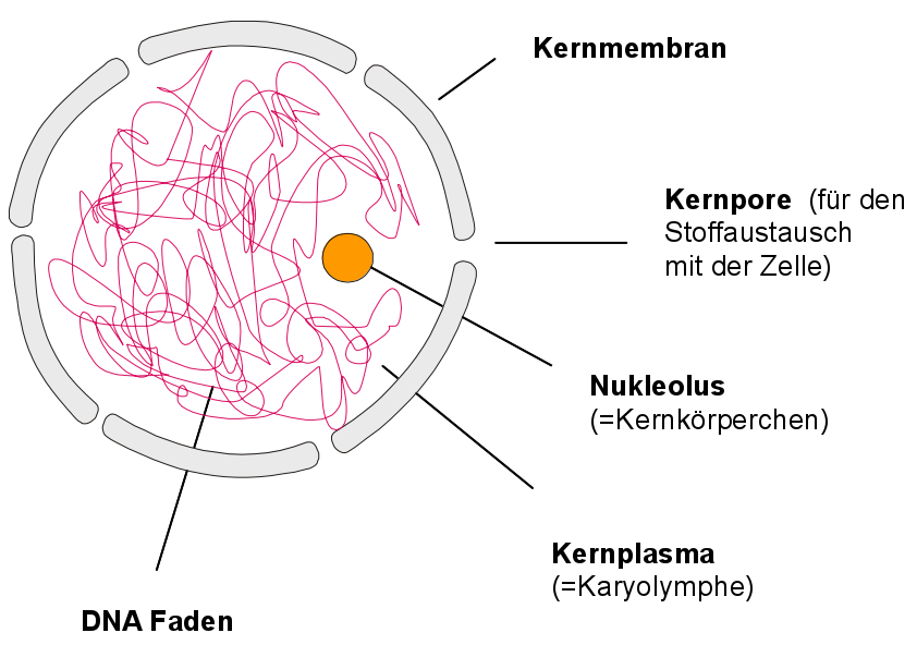 Zellkern mit Chromatin