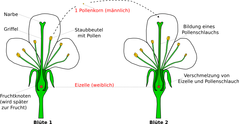 Befruchtung bei Pflanzen