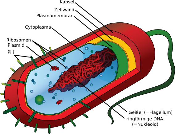 Prokaryotische Zelle - Bakterienzelle